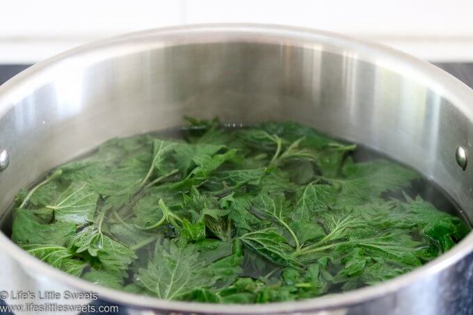 boiling nettle for Nettle Pesto Recipe
