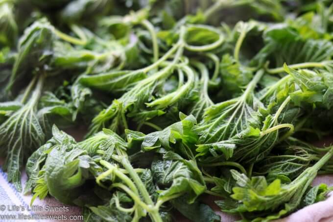 cooked nettle for Nettle Pesto Recipe