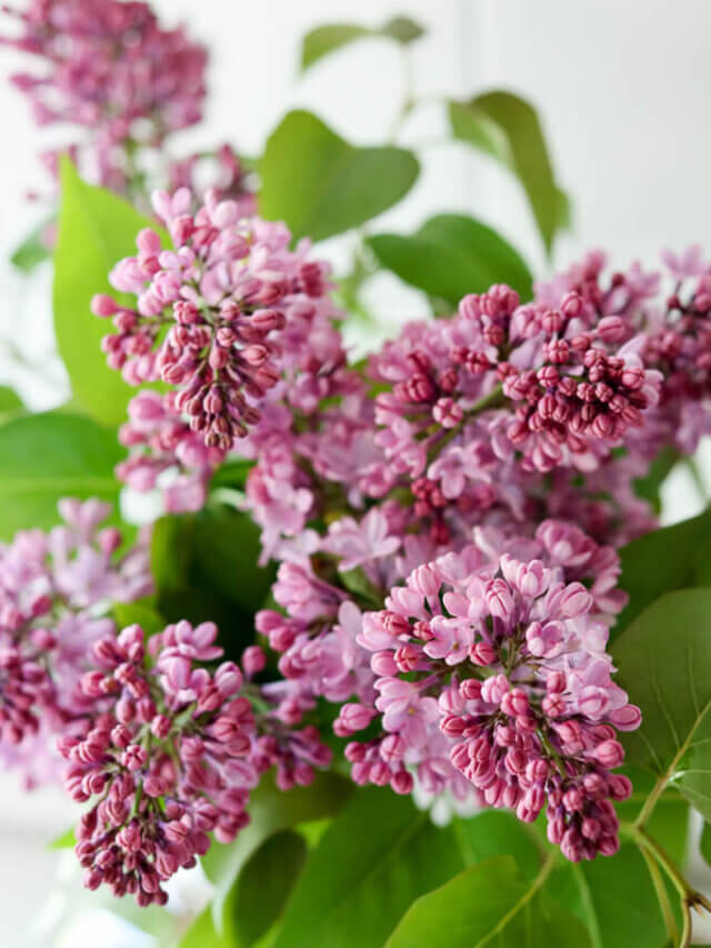 fresh growing lilacs in the spring with leaves
