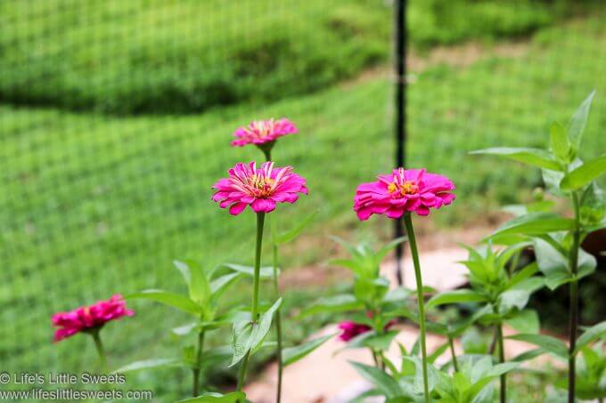 Garden Update August 2020