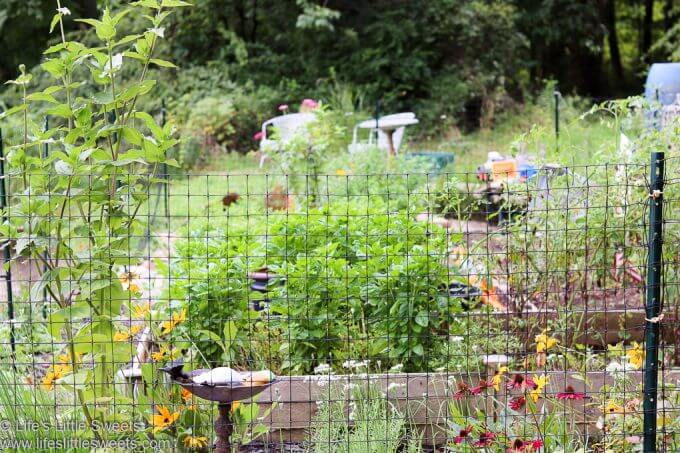 Garden Update August 2020