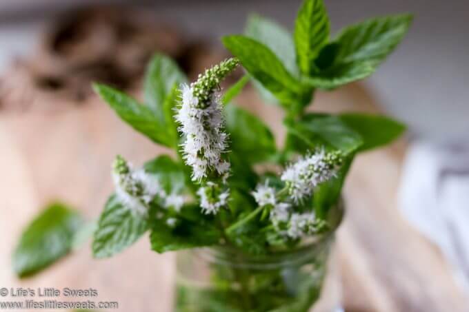 Mint for Kentucky Derby Recipes