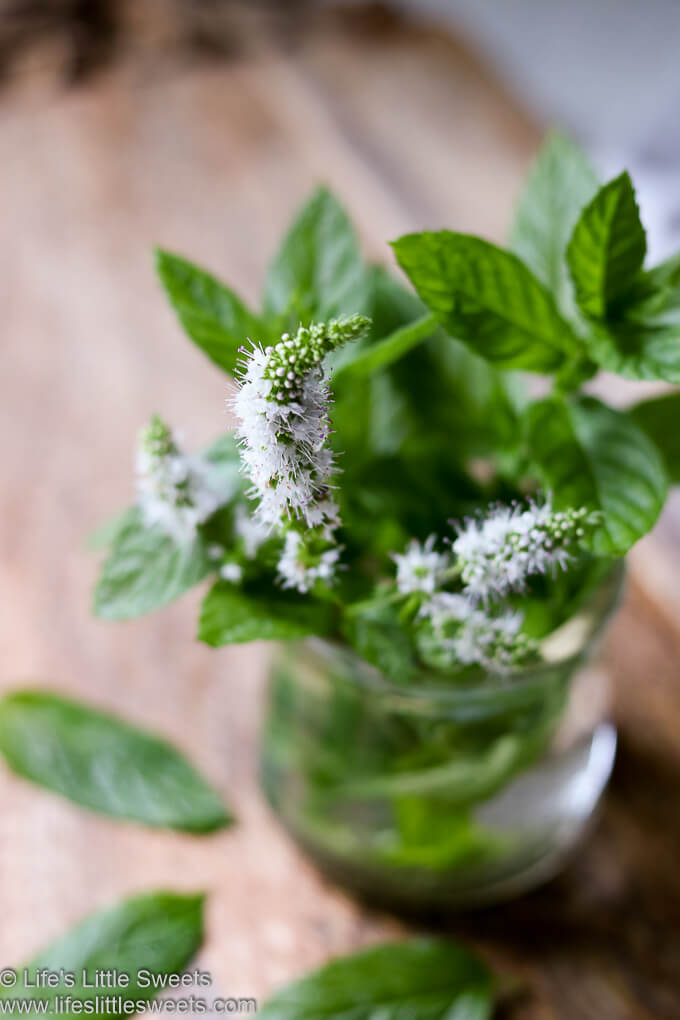 flowering mint in a bud vase