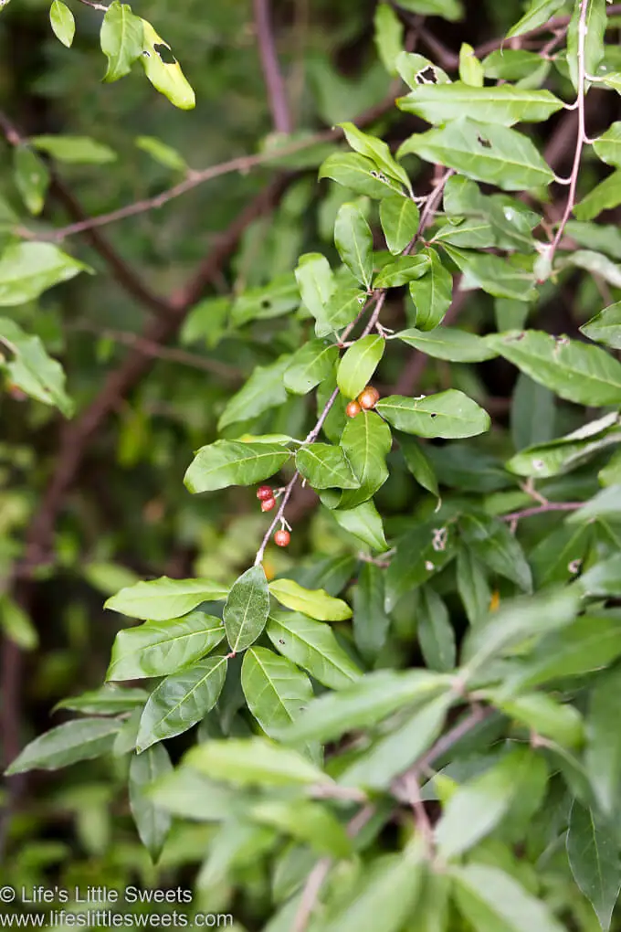 Autumn Olive Silverberry Autumnberry