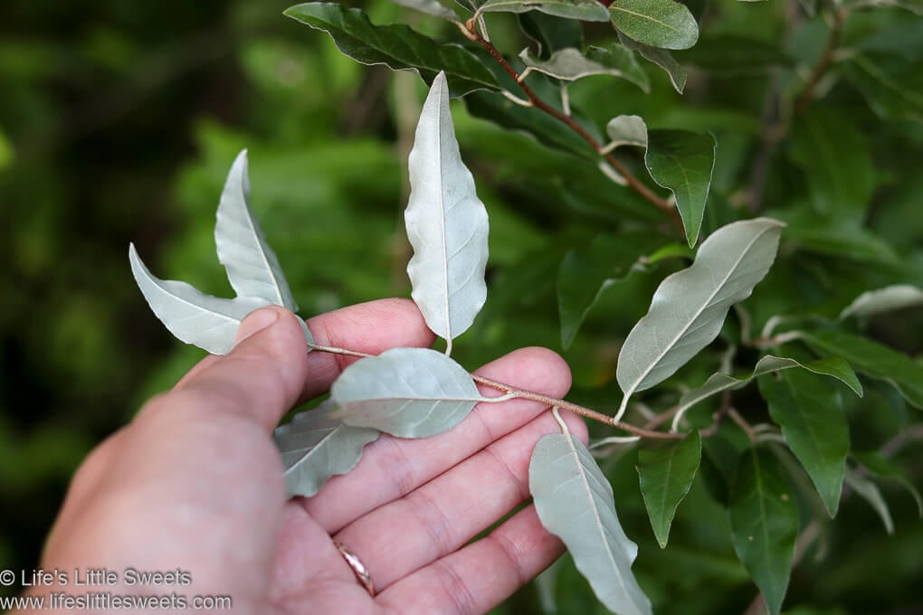 Autumn Olive Guide + Recipes Silverberry, Autumnberry, Elaeagnus