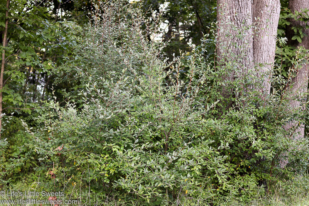 Autumn Olive Guide + Recipes Silverberry, Autumnberry, Elaeagnus