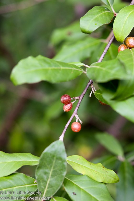 Autumn Olive Guide + Recipes Silverberry, Autumnberry, Elaeagnus