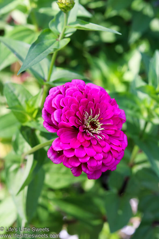 a bright pink flower with a green background