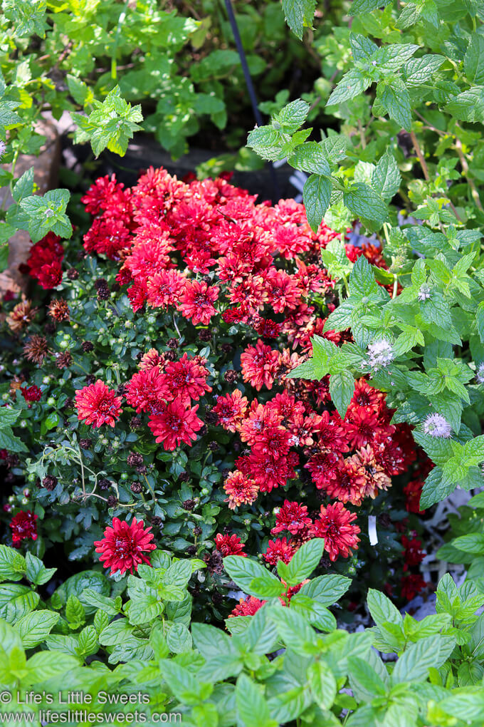 hearty mums in red with mint