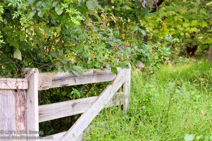 a garden gate