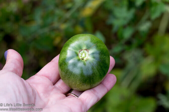 a green tomato from the garden