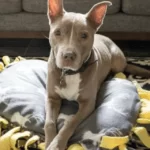 DIY No-Sew Fleece Dog Bed Story Poster Image