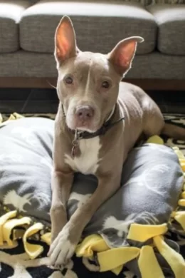 DIY No-Sew Fleece Dog Bed Story Poster Image