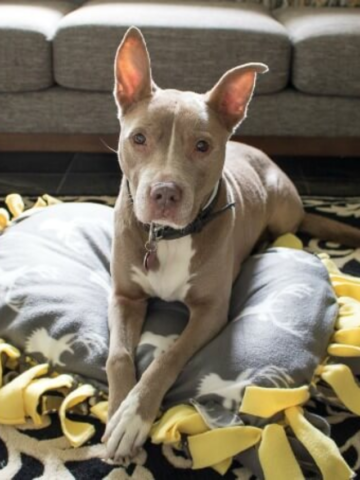 DIY No-Sew Fleece Dog Bed Story Poster Image
