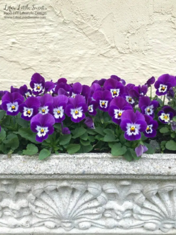 DIY Spring to Summer Pansy Planters Story Poster Image