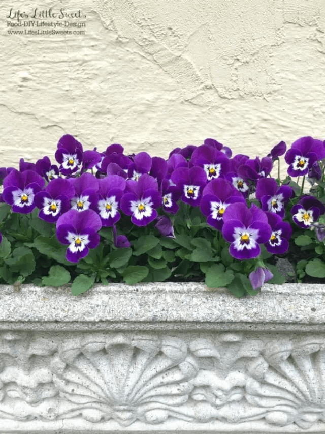 DIY Spring to Summer Pansy Planters Story