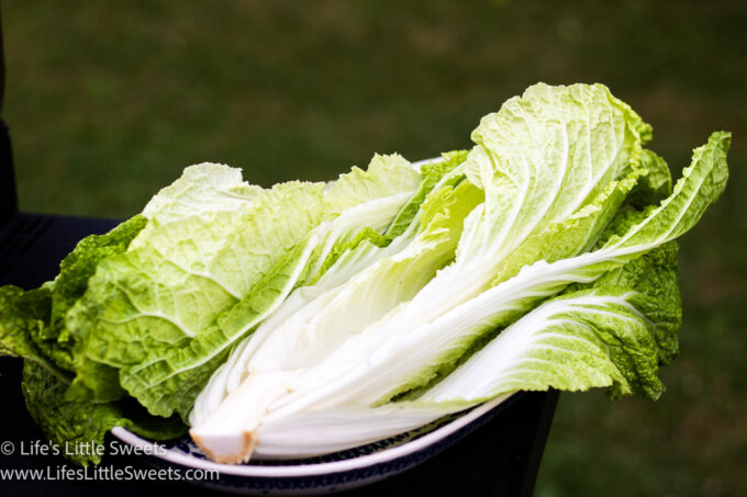 fresh Napa cabbage outside