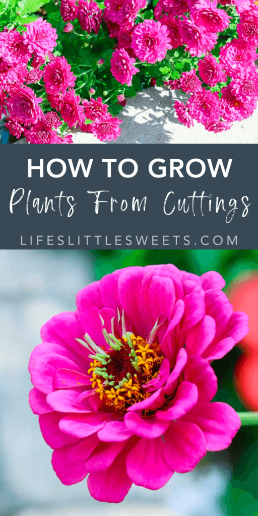 how to grow plants from cuttings