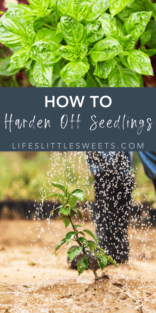 how to harden off seedlings