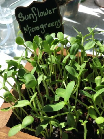 HOW TO GROW MICROGREENS STORY Poster Image