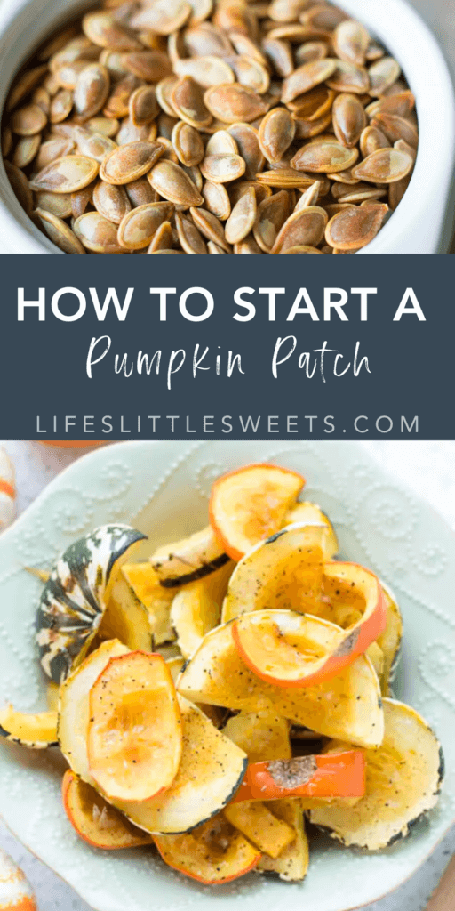 how to start a pumpkin patch