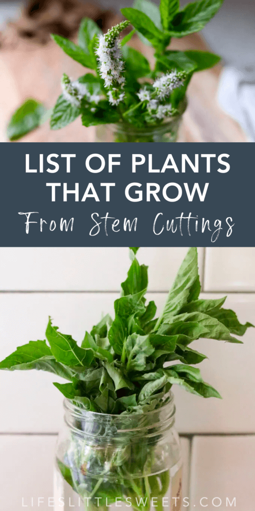 plants that grow from stem cuttings