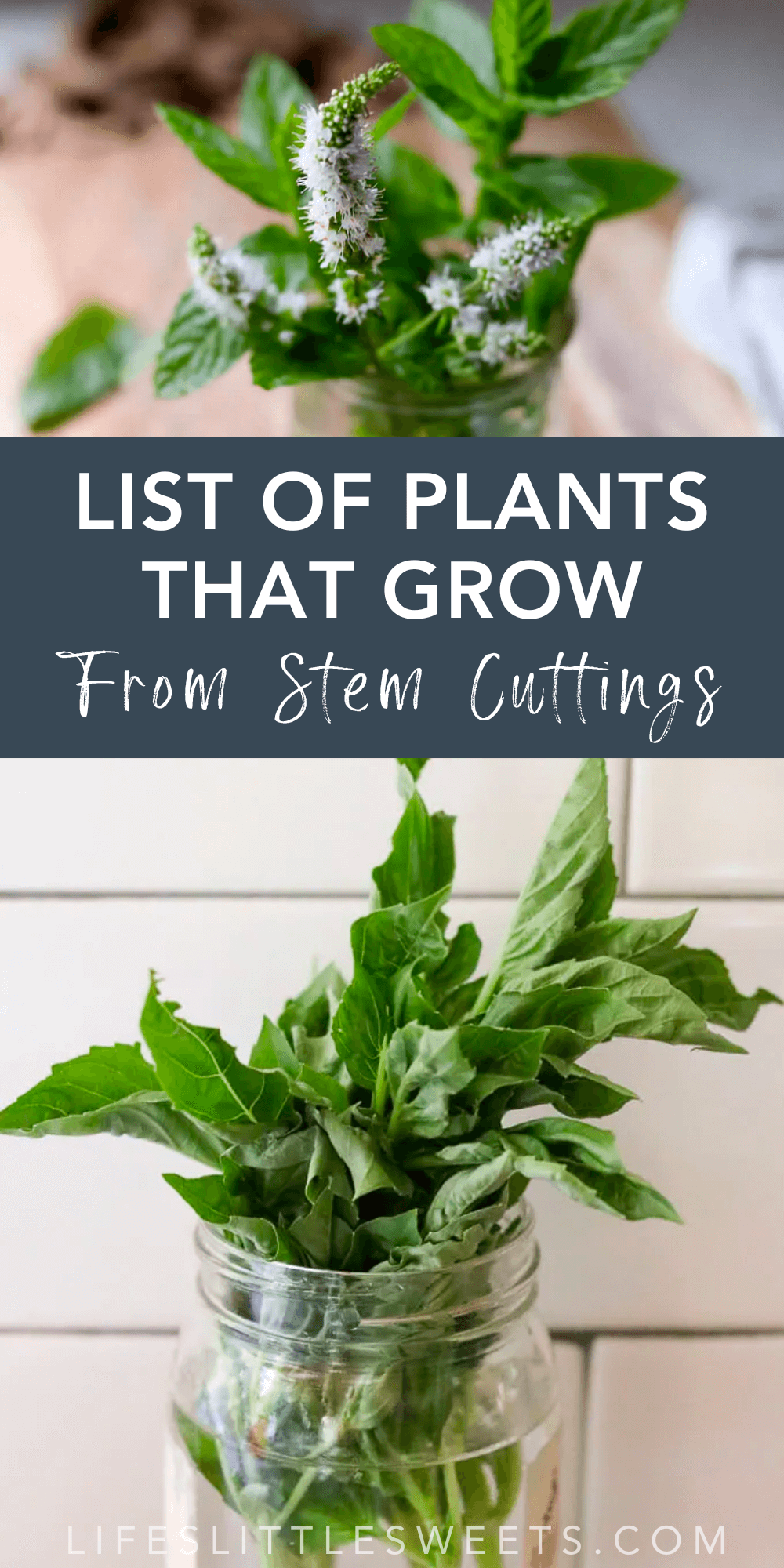 List Of Plants That Grow From Stem Cuttings Life's Little Sweets