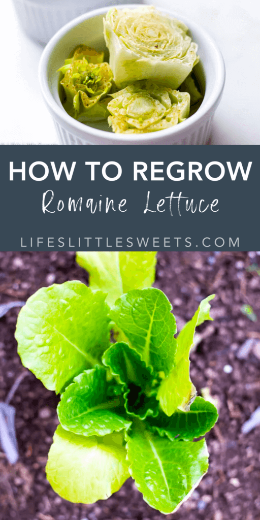regrow romaine lettuce