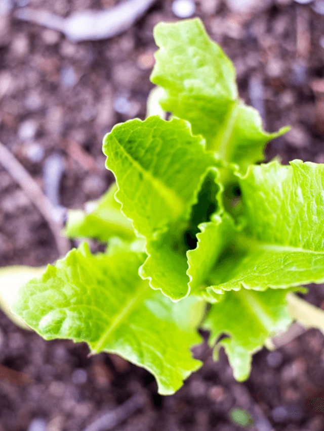 HOW TO REGROW ROMAINE LETTUCE STORY