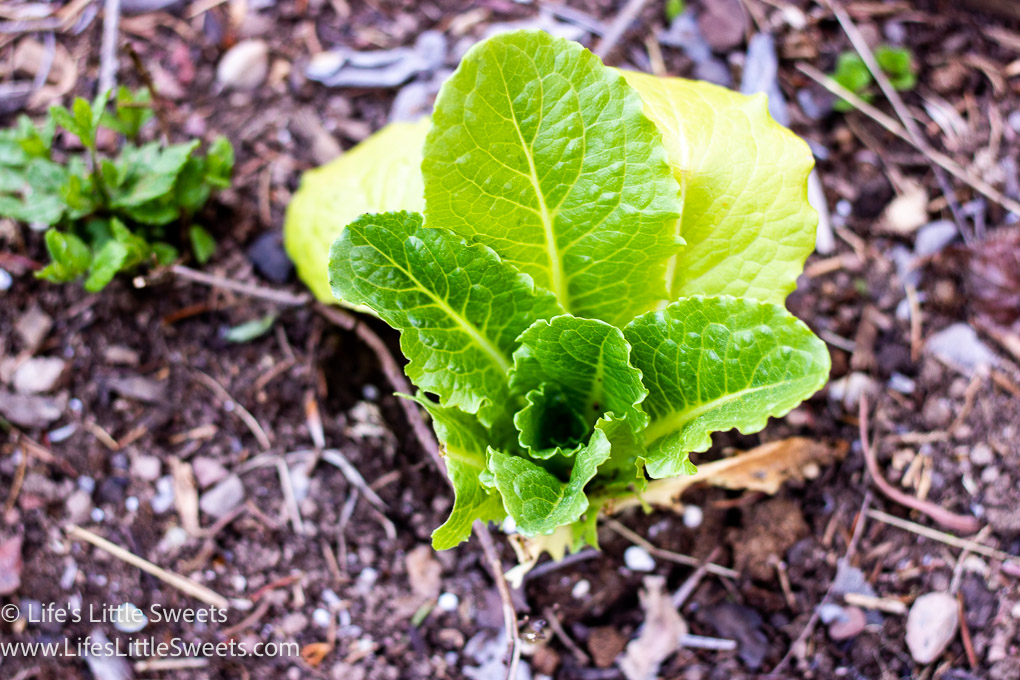 How To Regrow Romaine Lettuce Life's Little Sweets