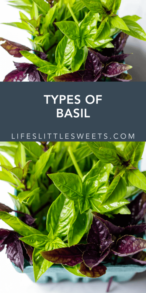 types of basil with text overlay