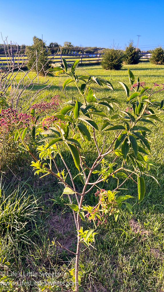 Elderberry Bush in a sunlit field