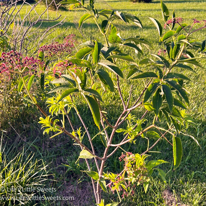 Elderberry Bush in a sunny field