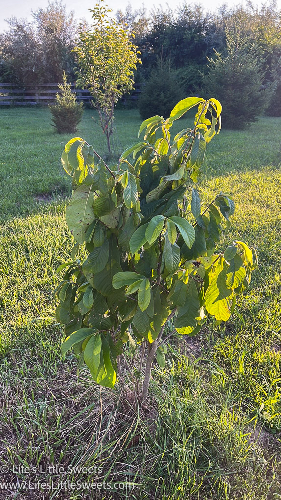 a young Pawpaw tree