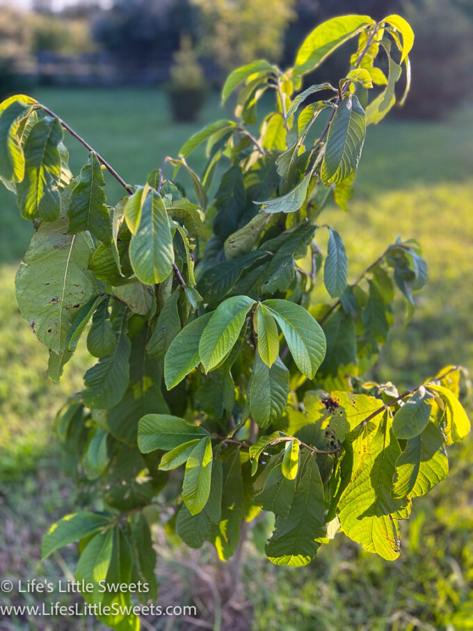 a young Pawpaw tree in an orchard