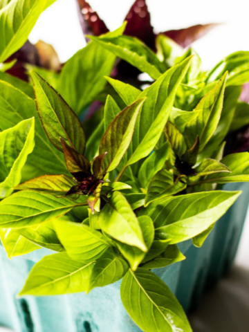 TYPES OF BASIL STORY Poster Image